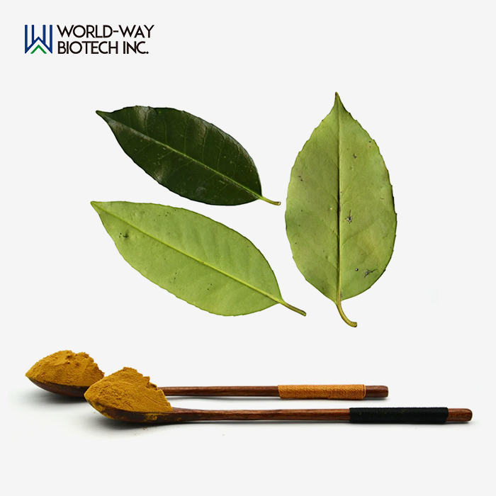 Ilex Latifolia Thunb. Extract Ilex Latifolia Thunb. Extract